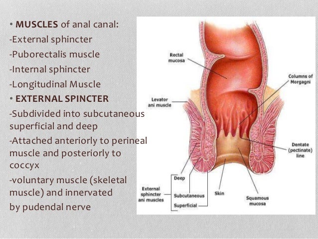Skin inside the anus attached to the pelvis Free wife forced porn
